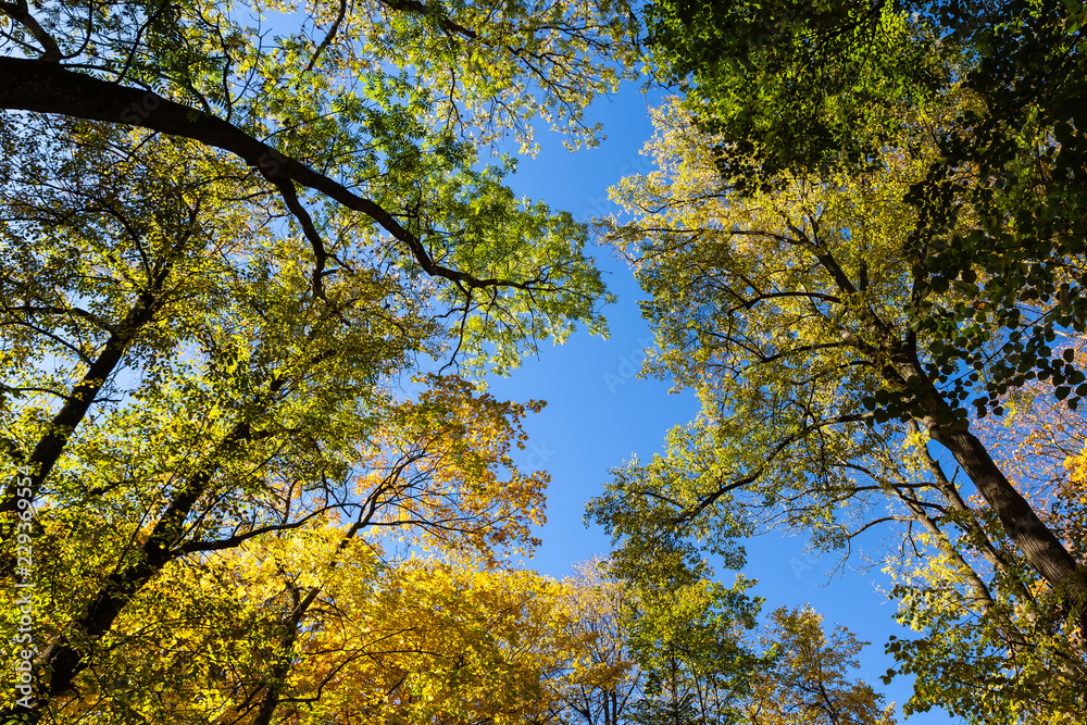 Autumn trees and blue sky