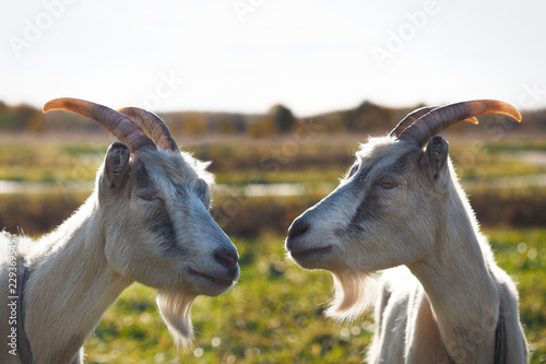 Two goats. Portrait of funny animals in nature in the field