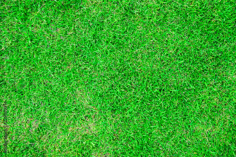 Green grass texture background. Green grass texture background.
