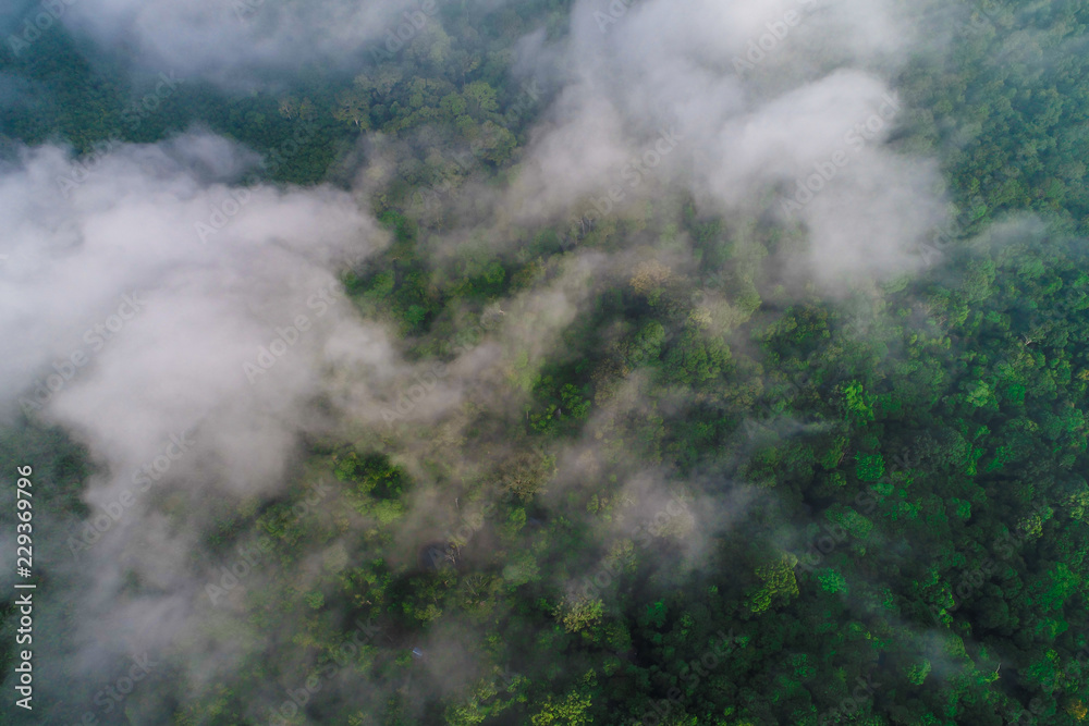 Fototapeta premium Green tree rainforest with fog erial view