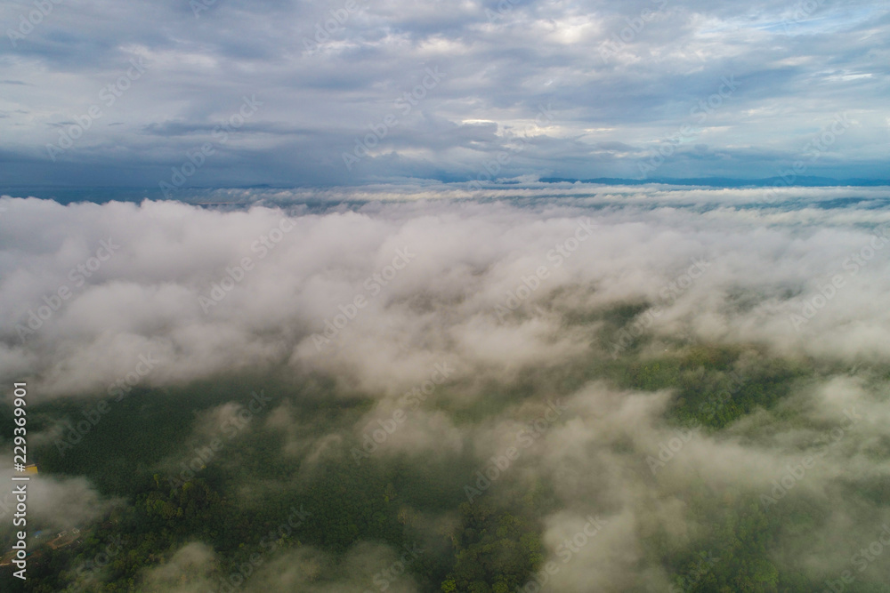 Green tree rainforest with fog erial view