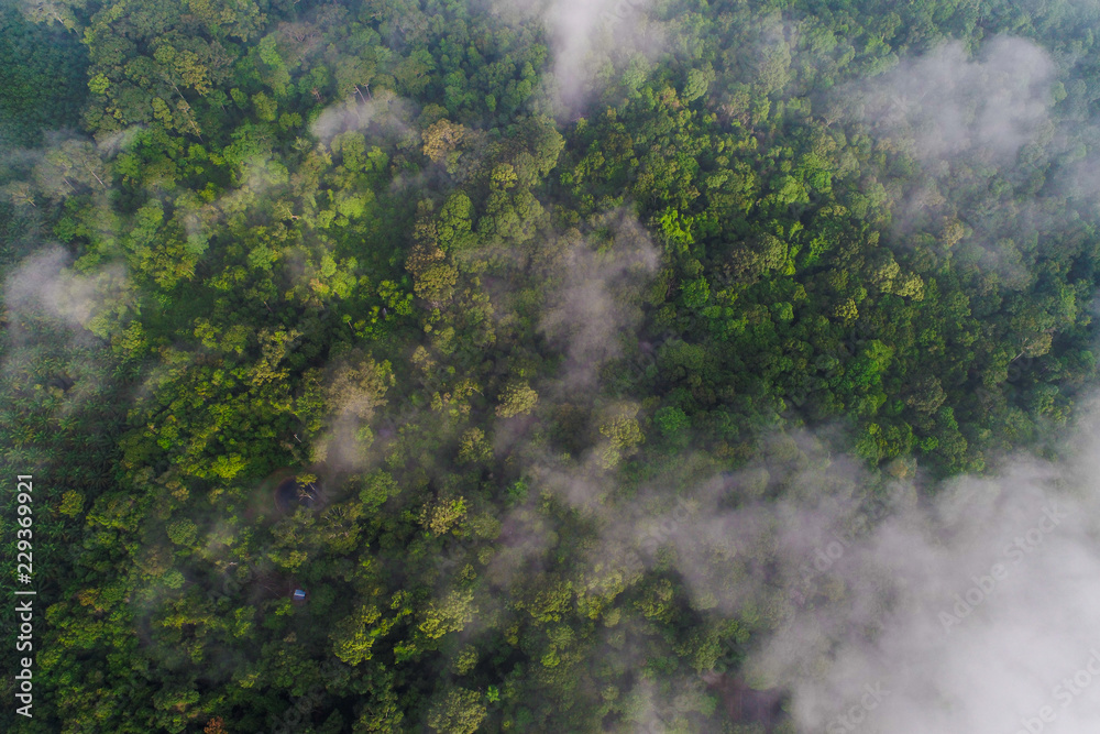 Green tree rainforest with fog erial view