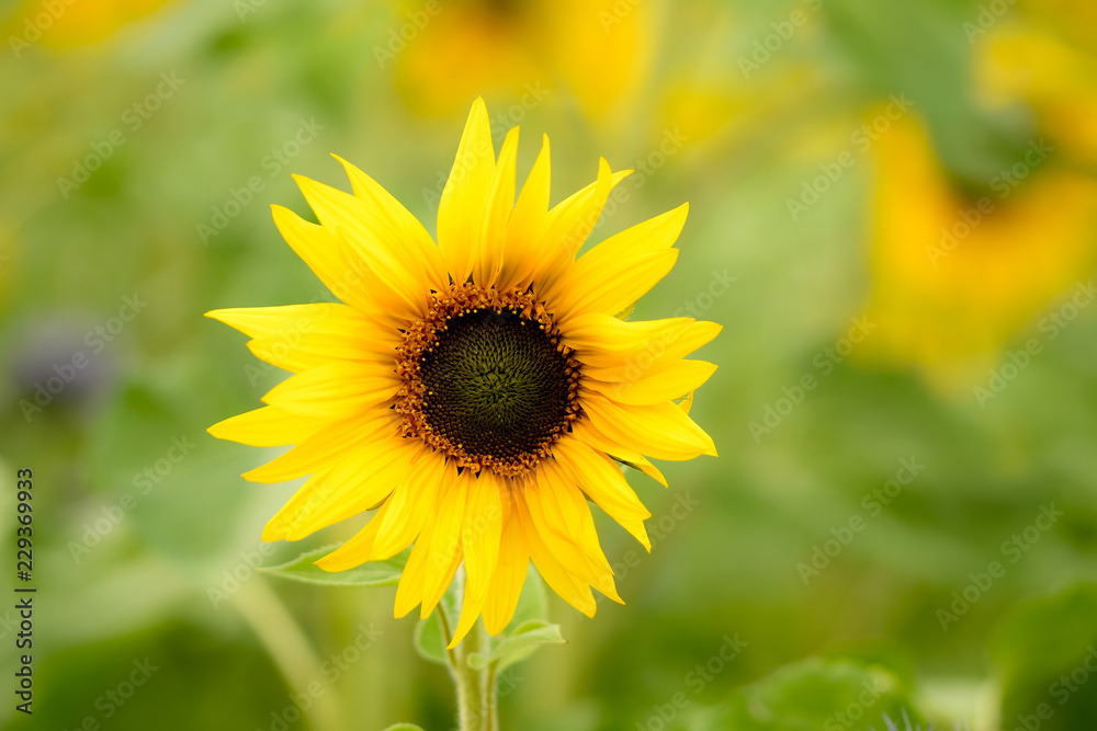 Einzelne Sonnenblume vor Sonnenblumenfeld im Sommer Einzelne Sonnenblume vor Sonnenblumenfeld im Sommer