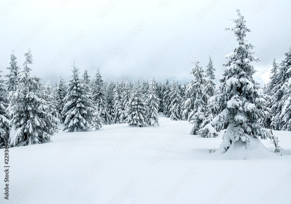 snowy winter in the mountains