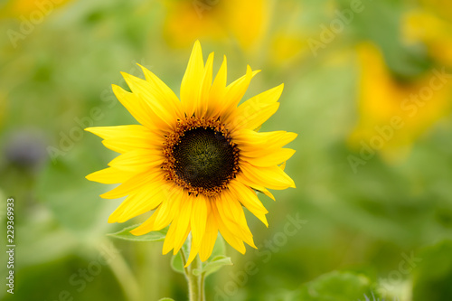 Einzelne Sonnenblume vor Sonnenblumenfeld im Sommer