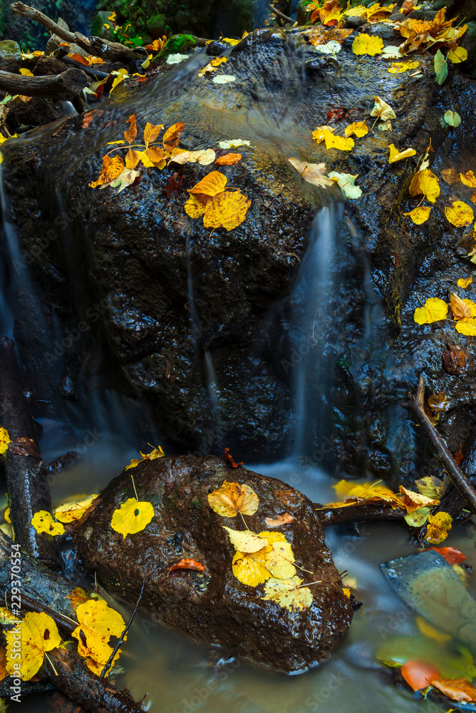 Autumn leaves in flowing stream