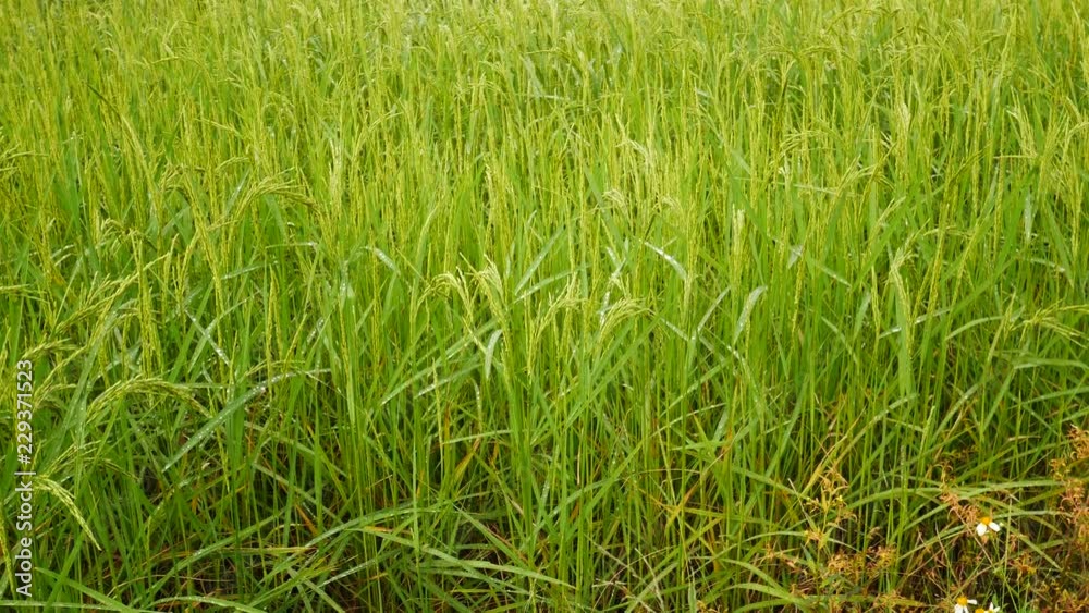 Rice farm in Asia countryside,organic farming in Thailand Rice farm in Asia countryside,organic farming in Thailand