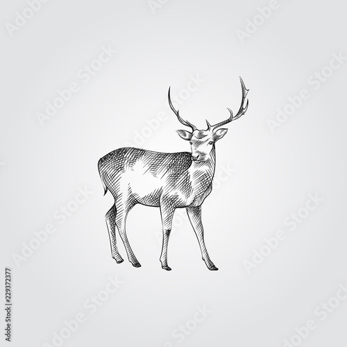 Hand Drawn deer Sketch Symbol isolated on white background. Vector of animals elements In Trendy Style