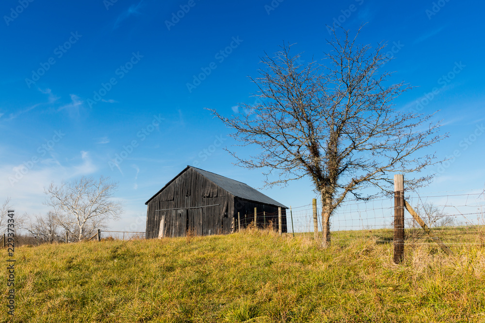 Old Tobacco Barn with Thorn Tree