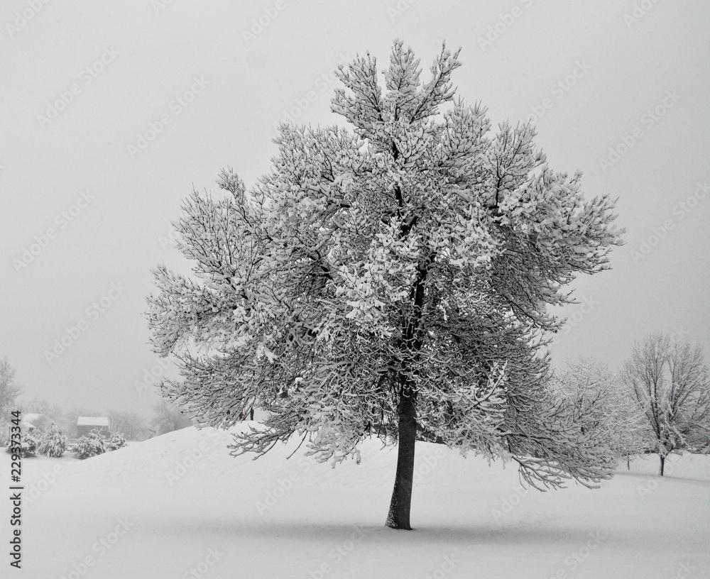 Fototapeta premium John