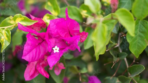 Small cluster of Bougainvillea spectabilis also known as Buganvilla plant with fuchsia flower-like spring leaves near its flowers, a popular ornamental plant in Tenerife, Canary Islands, Spain