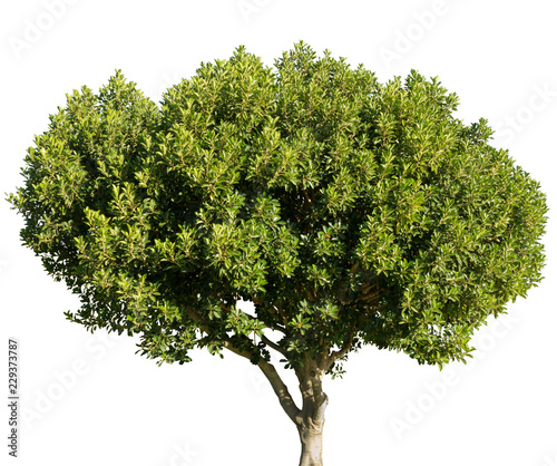 Ceratonia siliqua carob locust tree isolated on white background
