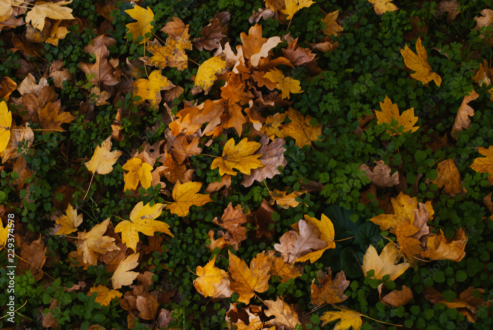 fallen leaves fallen leaves