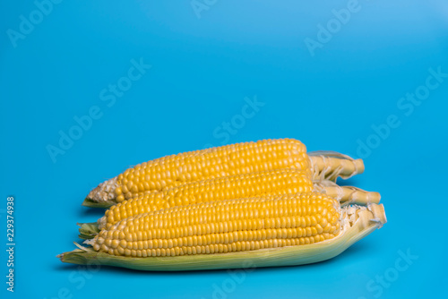 fresh organic corn on blue ...