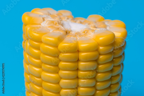fresh organic corn on blue ...
