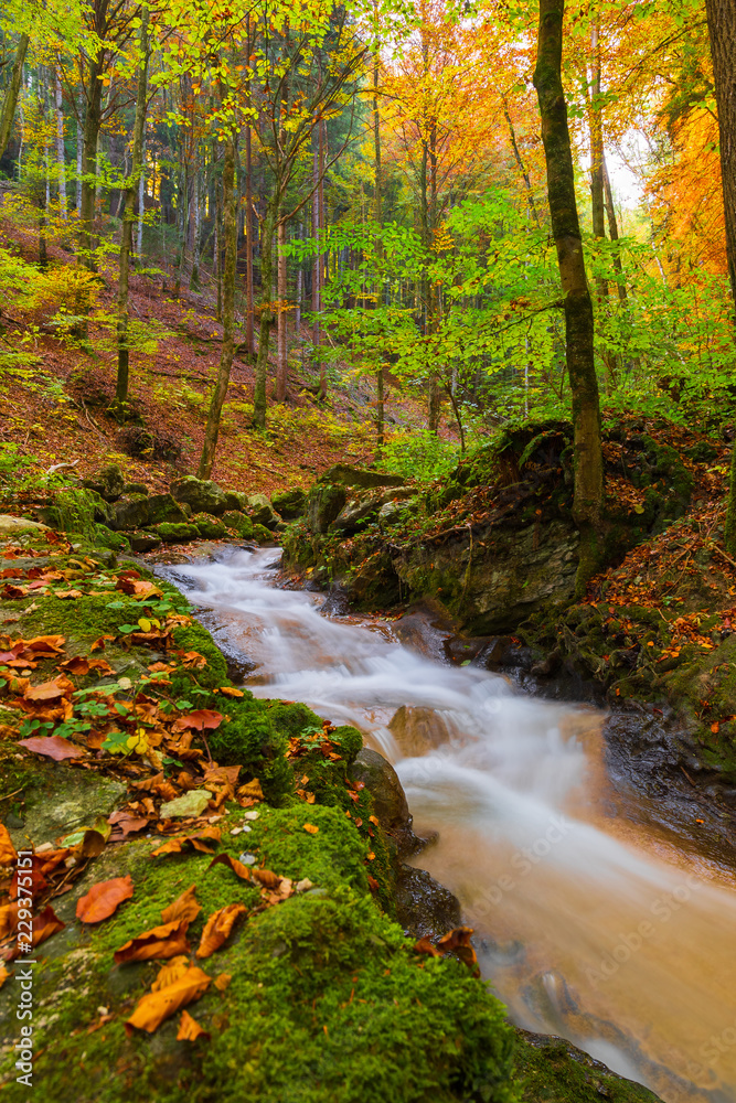 Bach durch den herbstwald