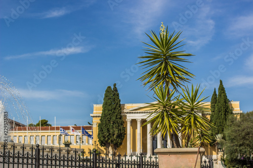 garden outdoor park environment and small decorative palm on front area near beautiful palace square with fountain in warm and hot summer weather