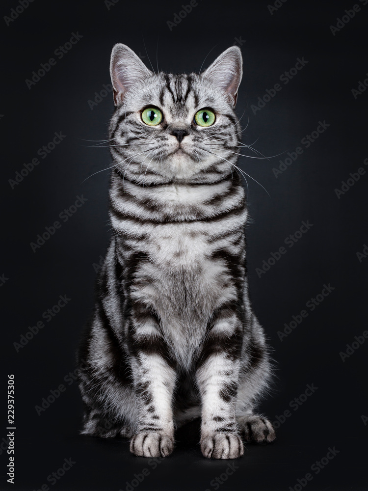 Expressive black silver tabby blotched British Shorthair cat sitting facing front, looking beside camera with green eyes, isolated on black background