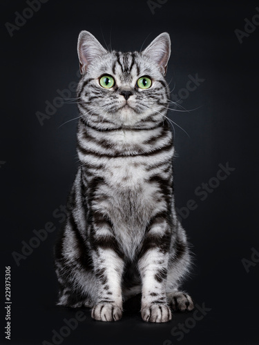 Expressive black silver tabby blotched British Shorthair cat sitting facing front, looking beside camera with green eyes, isolated on black background