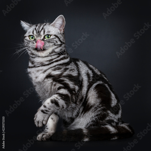 Expressive black silver tabby blotched British Shorthair cat sitting side ways, looking straight at camera with green eyes while licking nose / face, isolated on black background