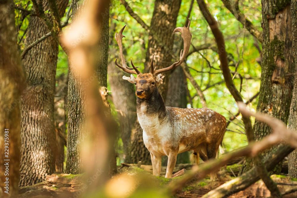 Fallow deer buck in the forest Fallow deer buck in the forest