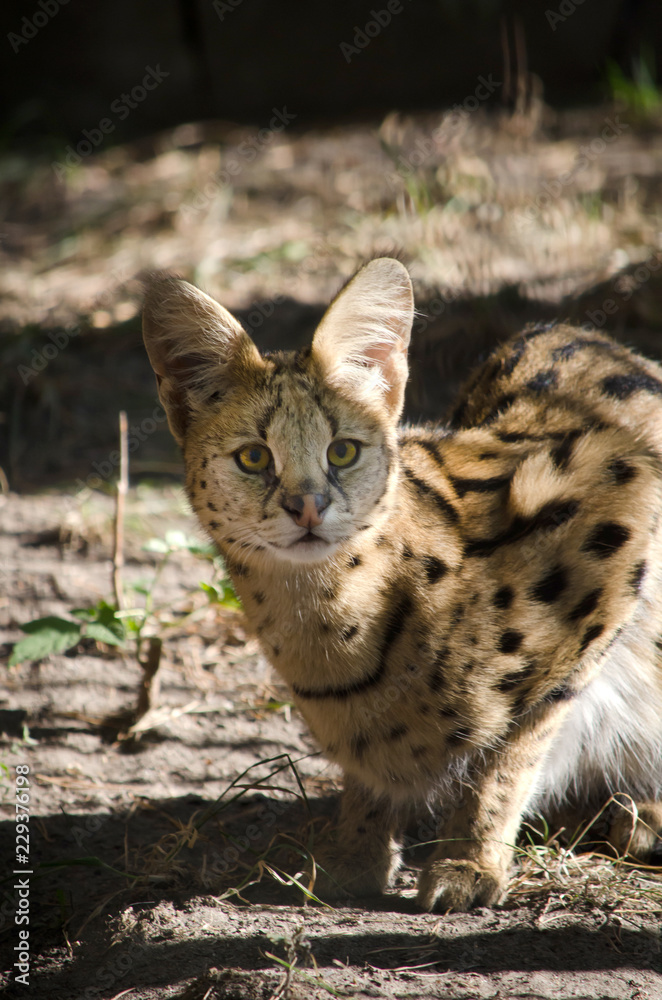 A beautiful spotted wildcat serval is sitting in a cage at the zoo in the summer A beautiful spotted wildcat serval is sitting in a cage at the zoo in the summer