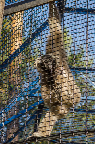 A beautiful fluffy monkey sits in a cage at the zoo in summer
