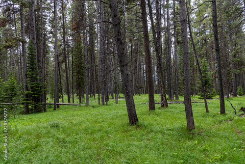 Thick Grass Across Forest Floor