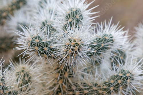 A close up of a Cholla Cactus  in Joshua Tree National Park