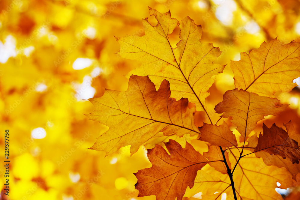 Yellow maple leaves on a twig in autumn