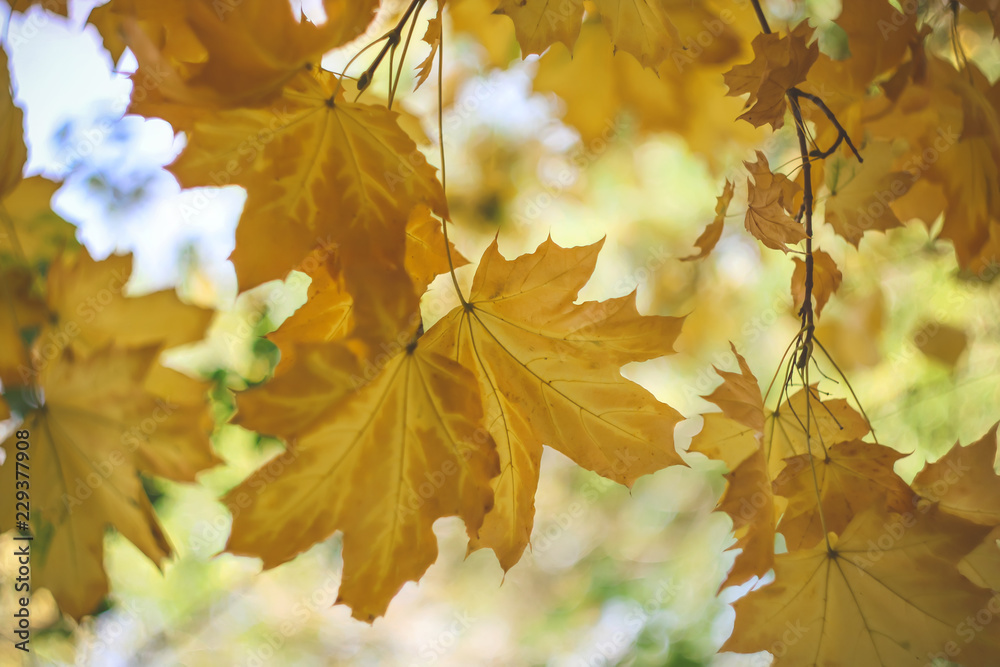Fototapeta premium autumn yellow maple leaves. natural background