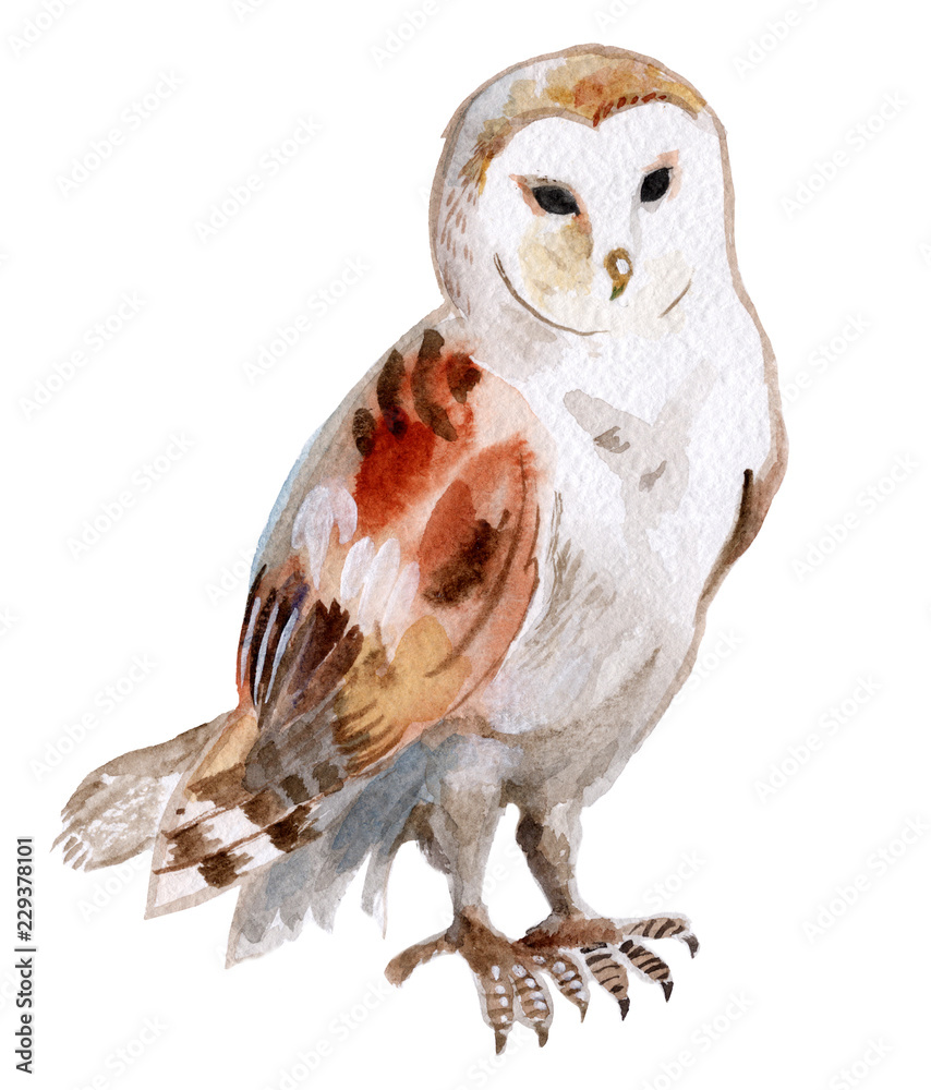 Fototapeta premium Płomykówka akwarela na białym tle na białym tle