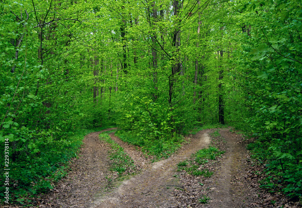 Forest trees. nature green wood sunlight backgrounds Forest trees. nature green wood sunlight backgrounds