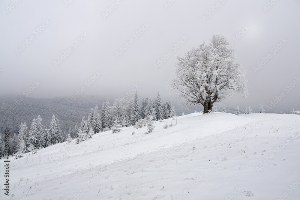 Fototapeta premium Winter mountain landscape with lonely beech tree.