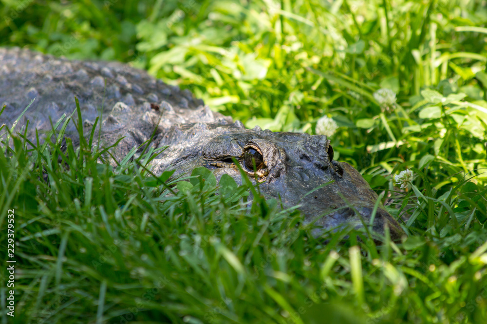Fototapeta premium gator