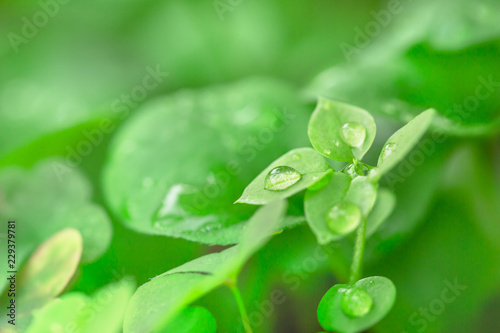水滴のついた新緑の葉