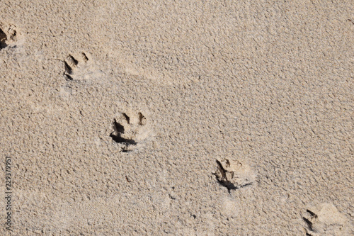 trace of a dog's paw on the sand with free space for text