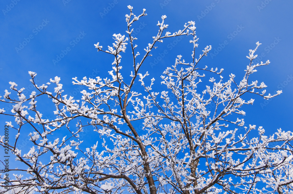 Snow and frost covered tree branches against blue sky.