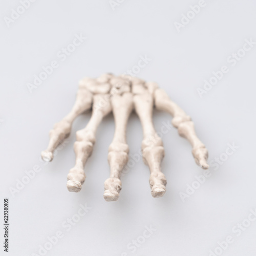 Human skeleton bone