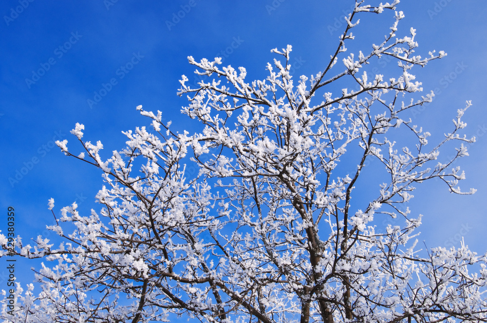 Snow and frost covered tree branches against blue sky.