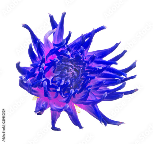 Fototapeta Naklejka Na Ścianę i Meble -  bright blue adn lilac dahlia bloom on white