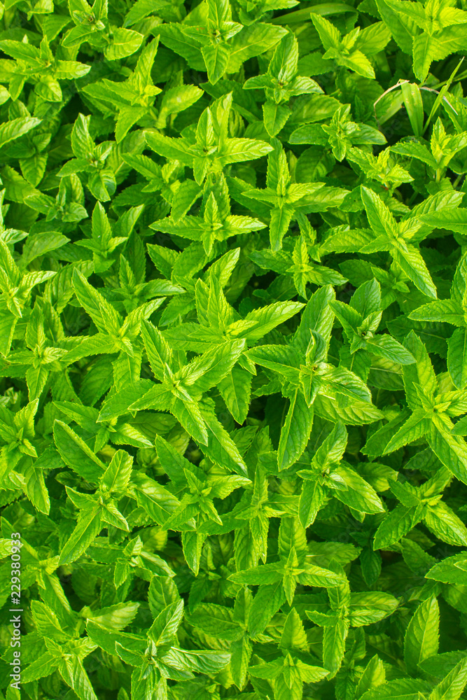 mint from above mint from above