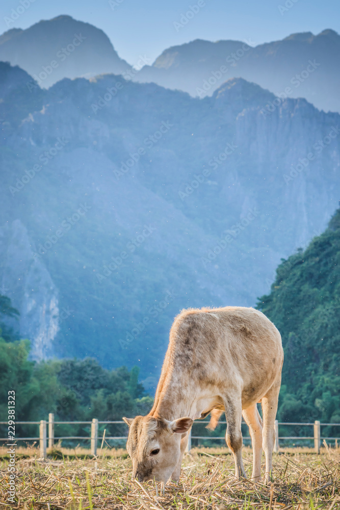 The calf is feeding the grass The calf is feeding the grass