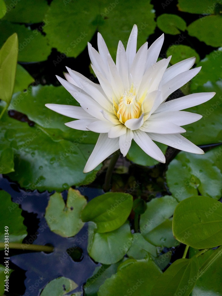 pink water lily in pond pink water lily in pond