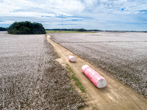 Cotton ready for harvest.
