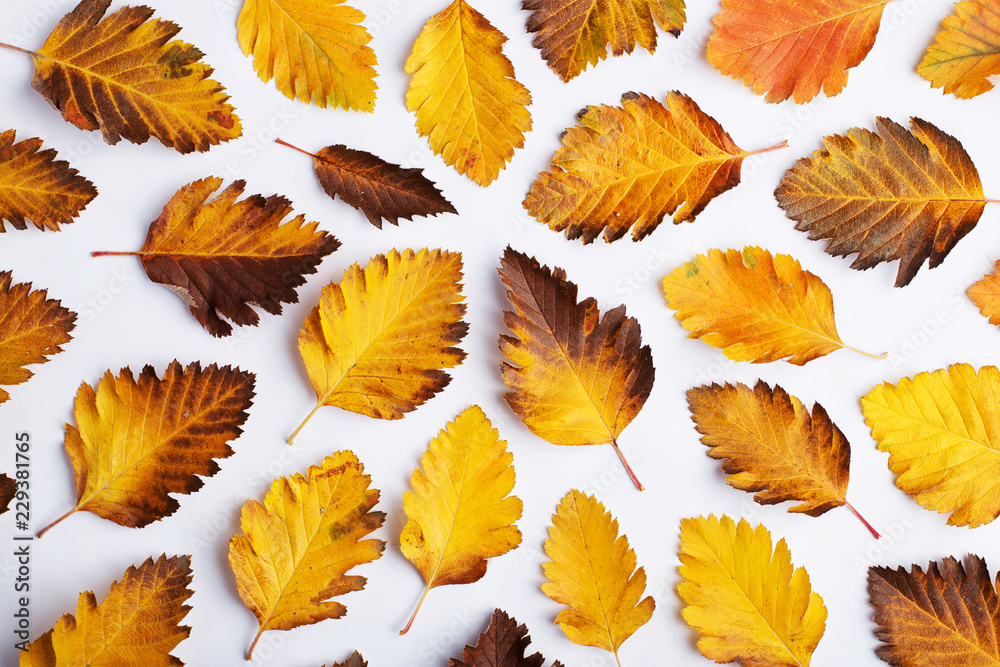 Autumn composition of leaves on a white background. Concept copy space. Autumn composition of leaves on a white background. Concept copy space.