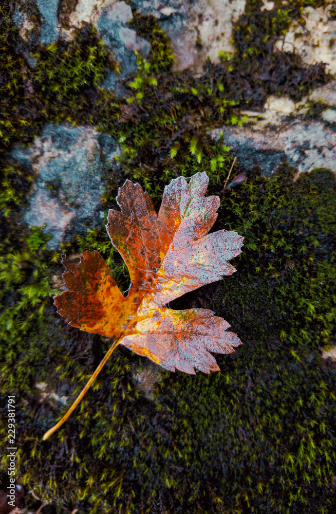 fall colored maple leaf fall colored maple leaf
