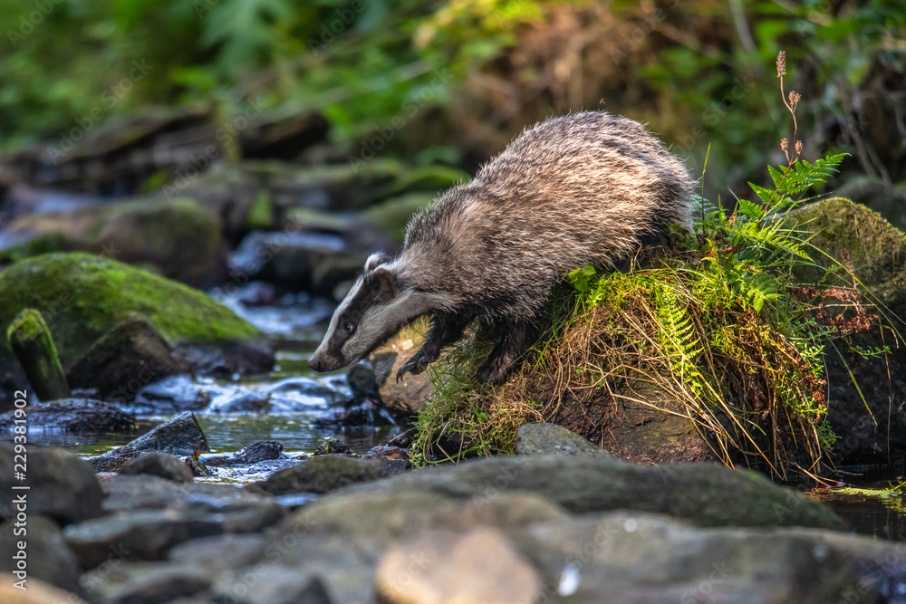 Badger in forest, animal in nature habitat, Germany, Europe. Wild Badger, Meles meles, animal in the wood. Mammal in environment, rainy day.