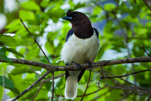 The curl-crested jay (Cyanocorax cristatellus), a jay from South America, clean your feathers. Brazil, Natural habitat wildlife. © Waldemar Seehagen