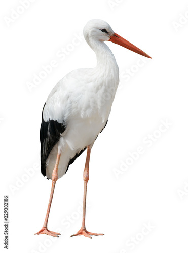 Canvas Print isolated on white stork